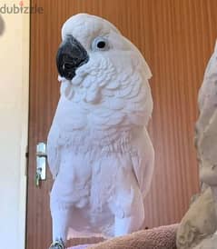beautiful cockatoobreed parrot available