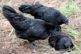 Organic Black Chicken (Ayam Cemani) hatchiing/Eating eggs for sale