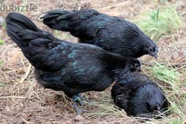 organic Black Chicken (Aya1m Cemani) hatchiing or eating eggs - 1 BD