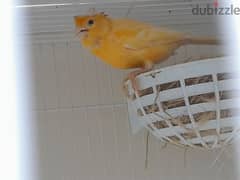 breeding canary irani for sale