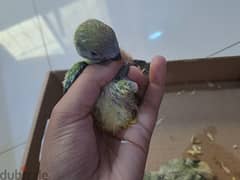 baby lovebirds good age for training 0