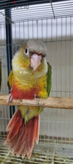 baby pineapple conure red factor