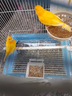 canary breeding pair