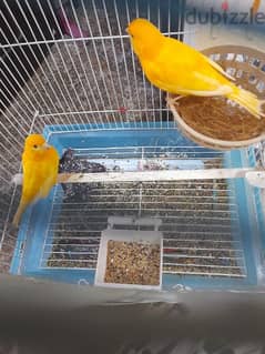 Canary breeding pair 0