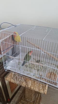 tammed bird for sale with cage and eggs