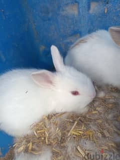 3 rabbits for sale  3 BD each