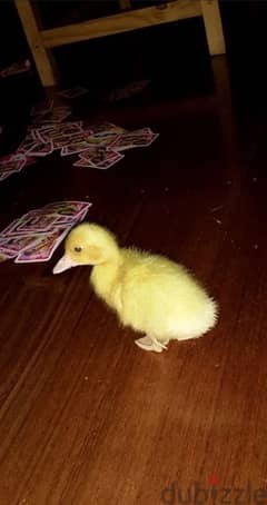 duck for sale 10 days old 1 bd each