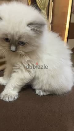 cat sherazi