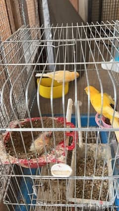 canary pair with chick’s 0