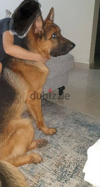 German Shepherd Male for Adoption only 2