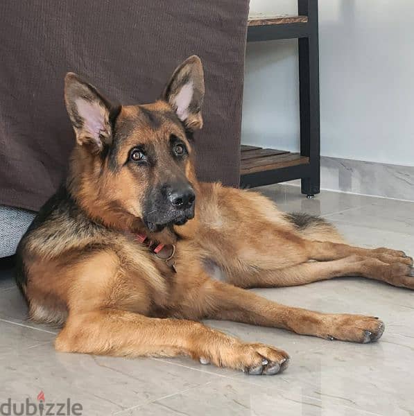 German Shepherd Male for Adoption only 1