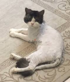 rescued  cat for adoption قط منقذ لتبني عاجل