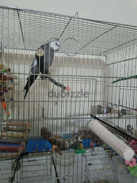 cocktile parrot and high quality nest 1