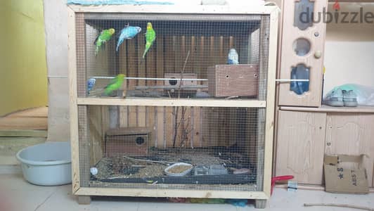 Best pet for winter Bugies with good cage ready setup for you