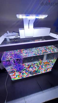 Fish tank with all accessories and fish