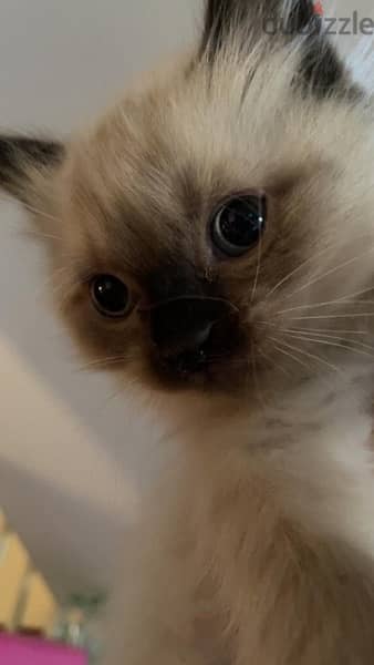 kitten for adoption 1