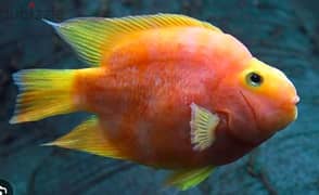 XXL Size Parrot Fish for sale