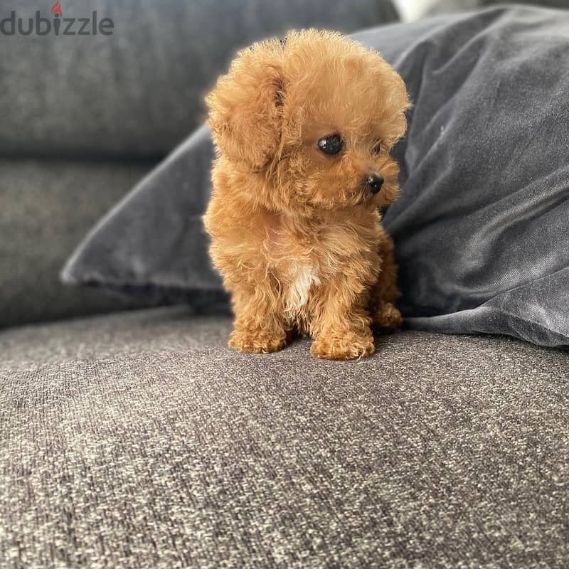 Mini Toy Poodle 2
