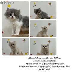 kittens for sale 0