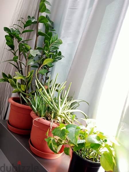 interior Plants with rack stand 1