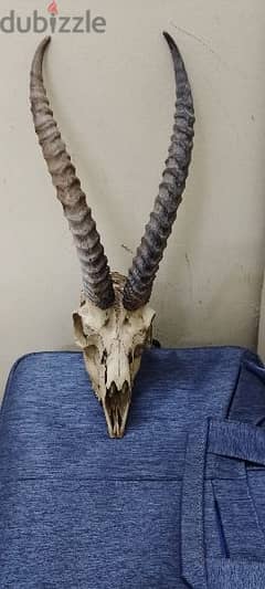 gazelle head skull 0