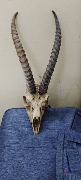 gazelle head skull 1