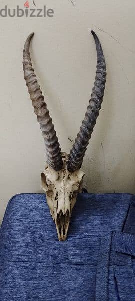 gazelle head skull 2