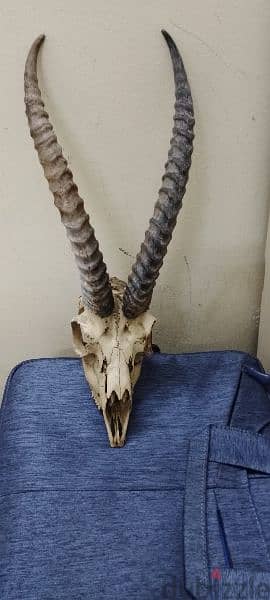 gazelle head skull 3