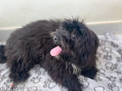 Maltese dog for sale,