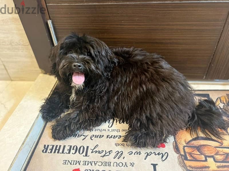 Maltese dog for sale, 2