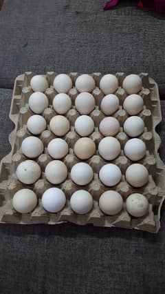 organic chicken eggs urgent for sale