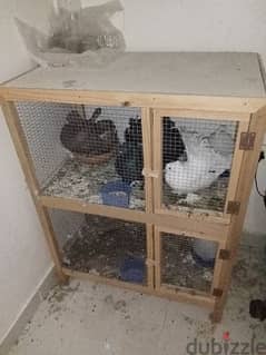 Birds with Double Cage and accessories