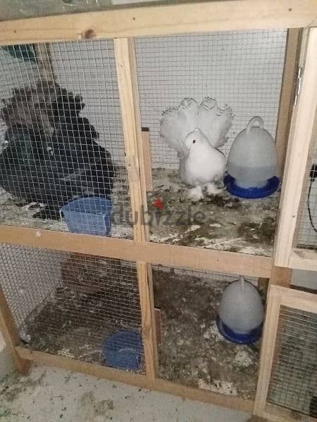Birds with Double Cage and accessories 3