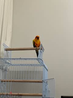 very friendly sun conure fully hand tamed and flying