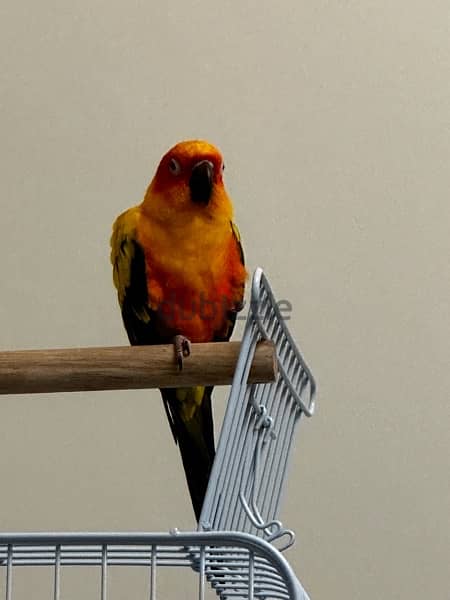 very friendly sun conure fully hand tamed and flying 1