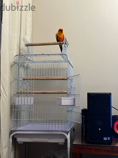 very friendly sun conure fully hand tamed and flying 2