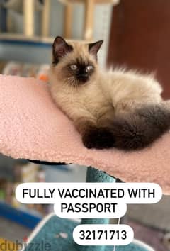 Himalayan Kitten available vaccinated