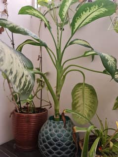 Indoor plants, pots, Banyan tree 0