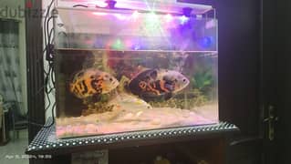 tank and fishes for sale