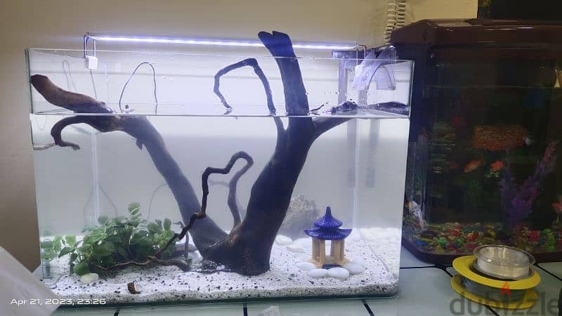 tank and fishes for sale 5