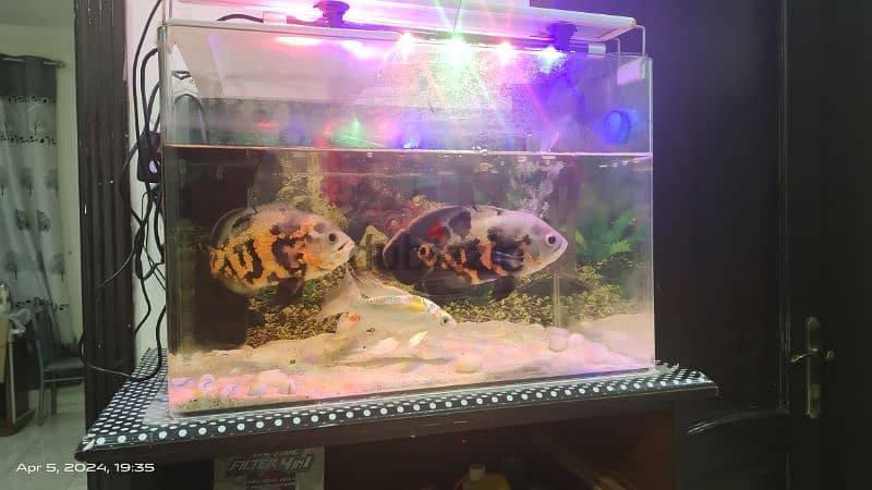 tank and fishes for sale 6
