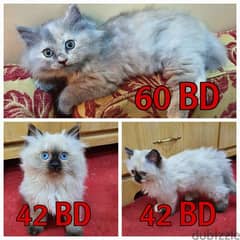 3 Himalayan Shirazi kittens for sale