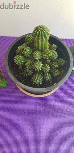 Beautiful Big Cactus