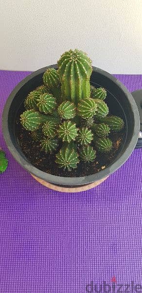 Beautiful Big Cactus 1