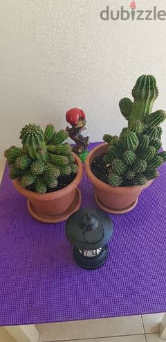 Cactus plants 0