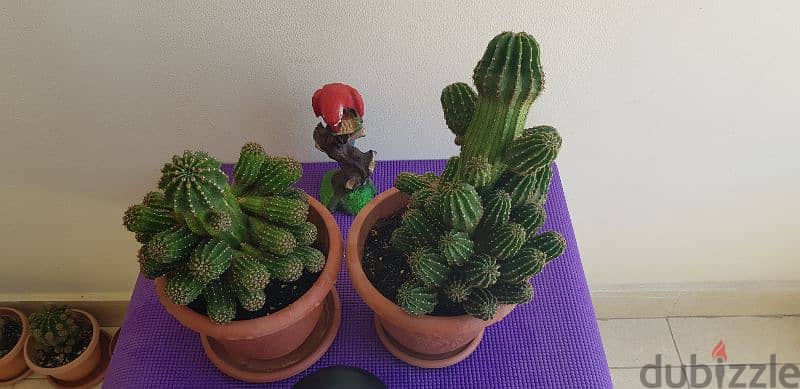 Cactus plants 1