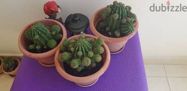 Medium Size Cactus plants