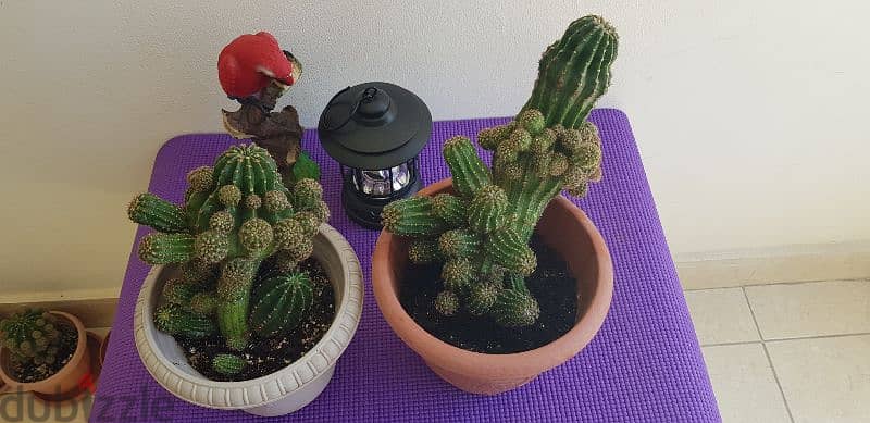 Medium Size Cactus plants 2