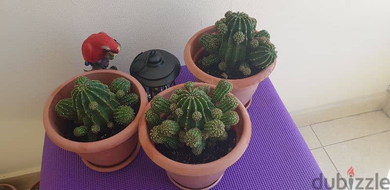 Medium Size Cactus plants 3