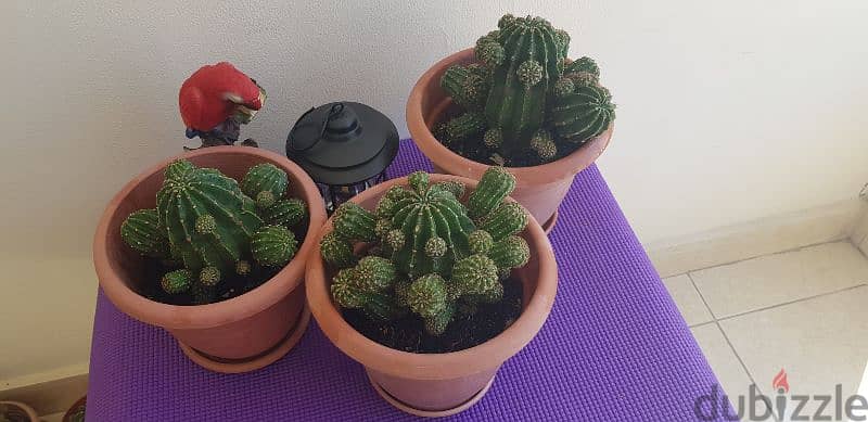Medium Size Cactus plants 4